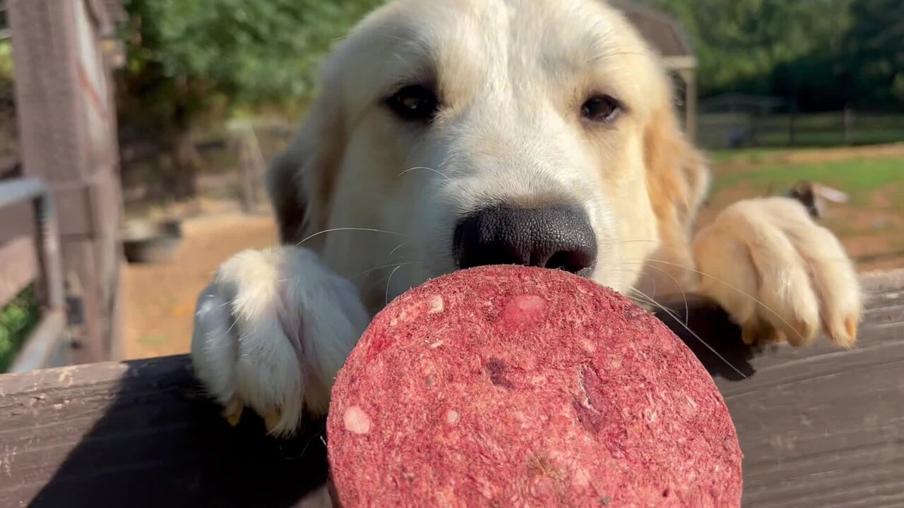 Great Pyrenees preparing to sample a Wasabi’s meat patty on the Homestead
